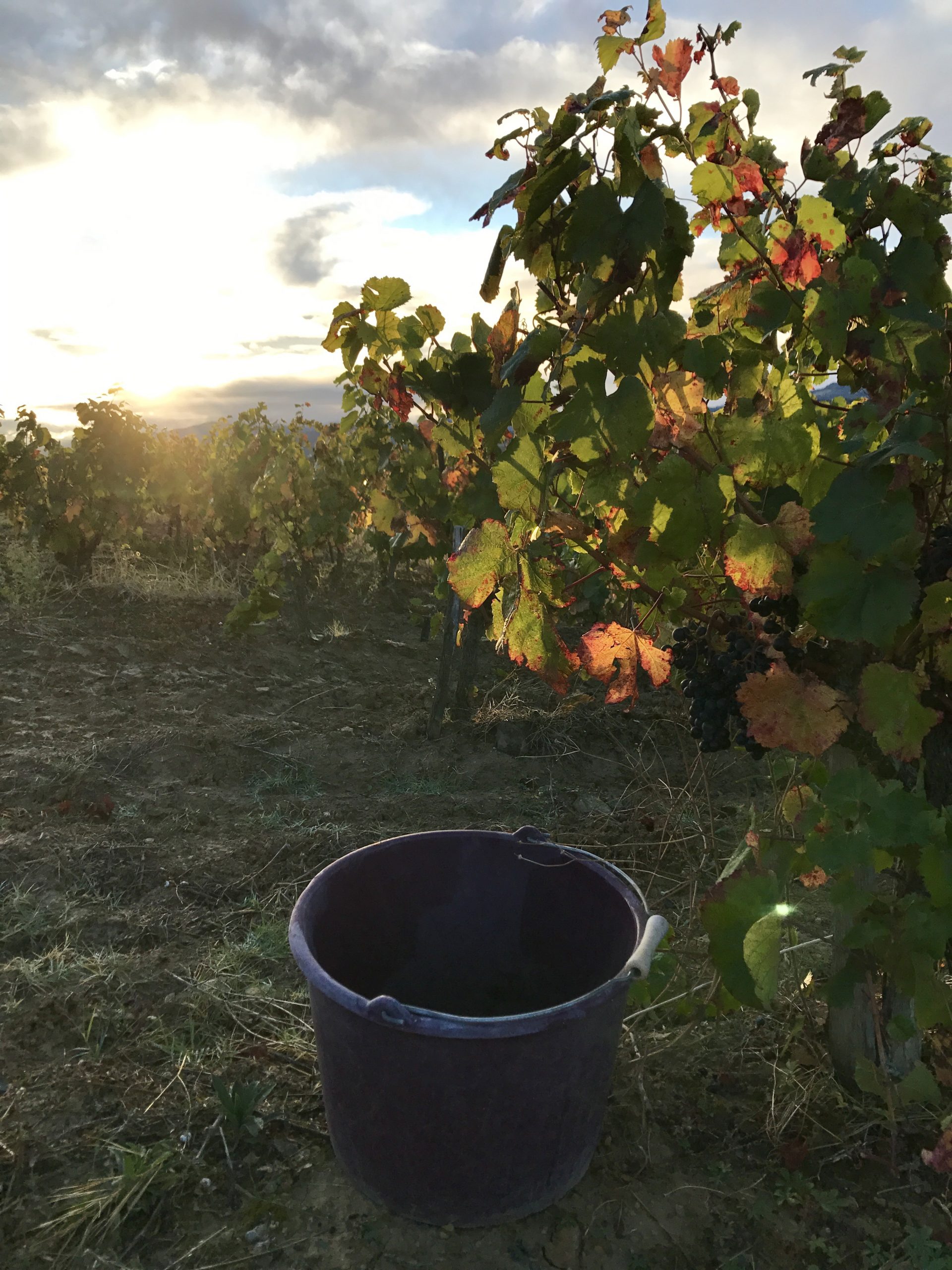 Malbec
