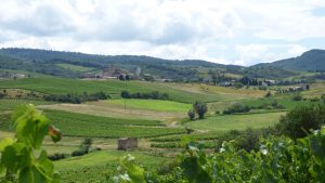 Pinot